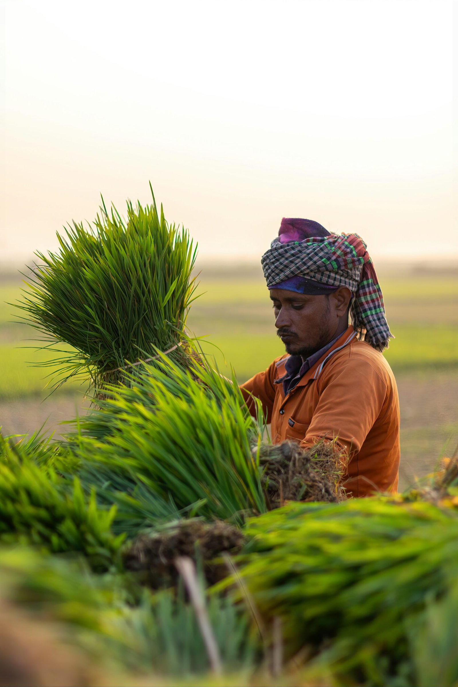 agridevelopment